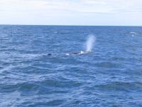 Albums/20060200-New Zealand 2006/20060318-Kaikiura/31